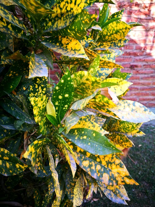 Fotos de stock gratuitas de plantas, verde