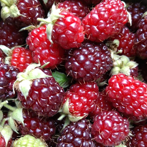 Fotos de stock gratuitas de fresas, rojo