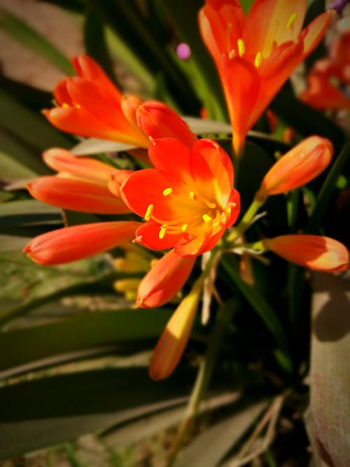 Fotos de stock gratuitas de flor, naranja