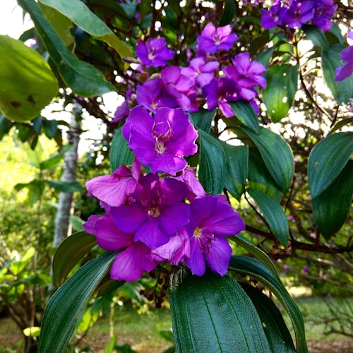 Fotos de stock gratuitas de flores, naturaleza, verde