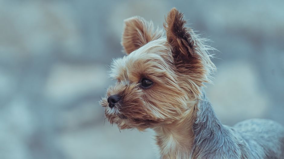 Adorable Yorkshire Terrier puppy in a close-up side profile shot with a blurred background.
