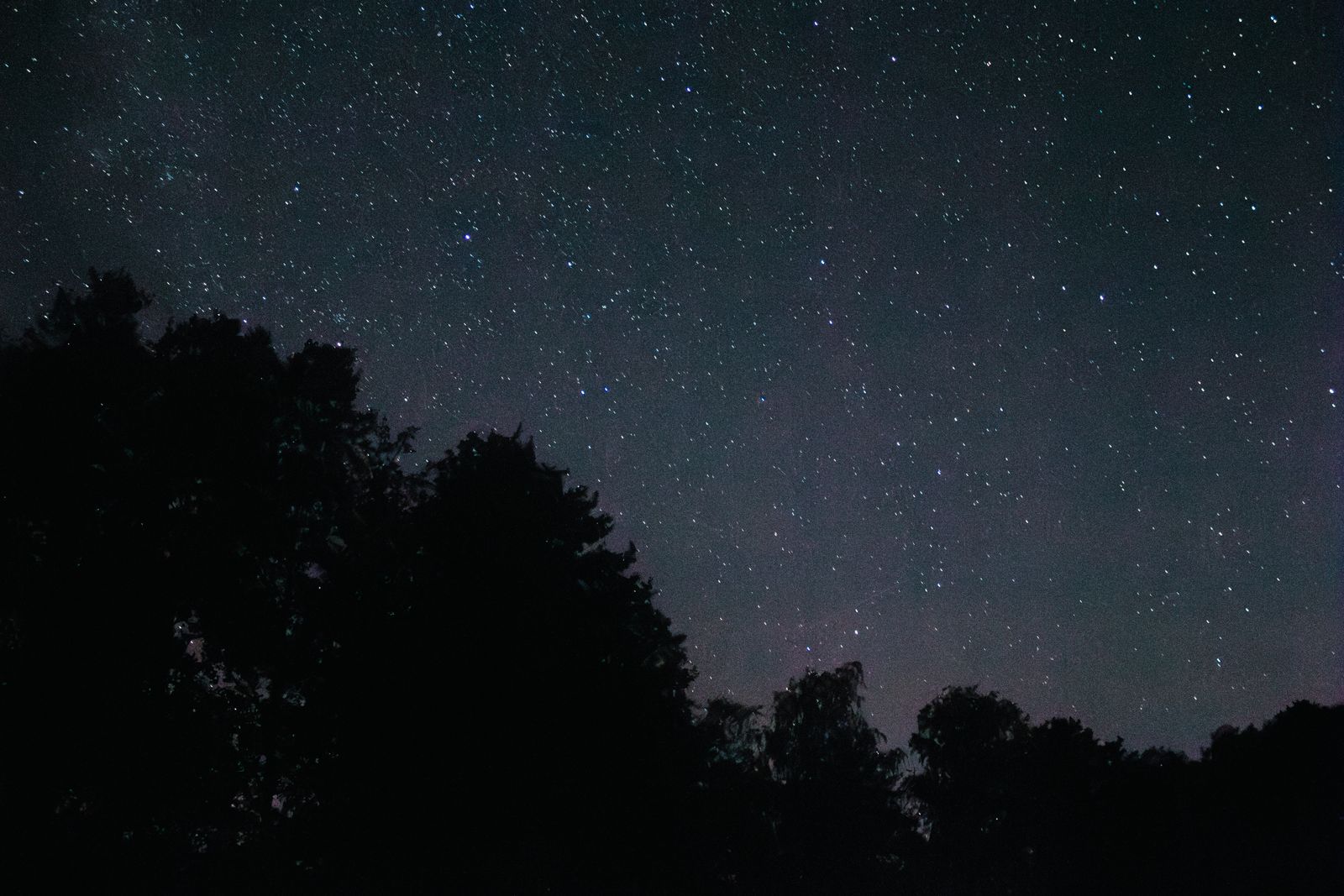 Silhouette of Trees under the Starry Night Sky · Free Stock Photo