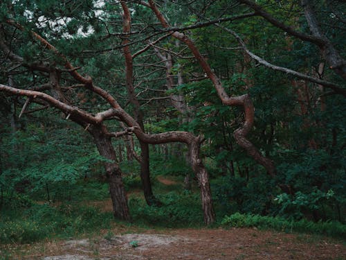Бесплатное стоковое фото с деревья, зеленый, лес