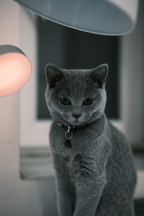 Free Gray cat sitting by a lamp, showcasing its elegant fur in an indoor setting. Stock Photo