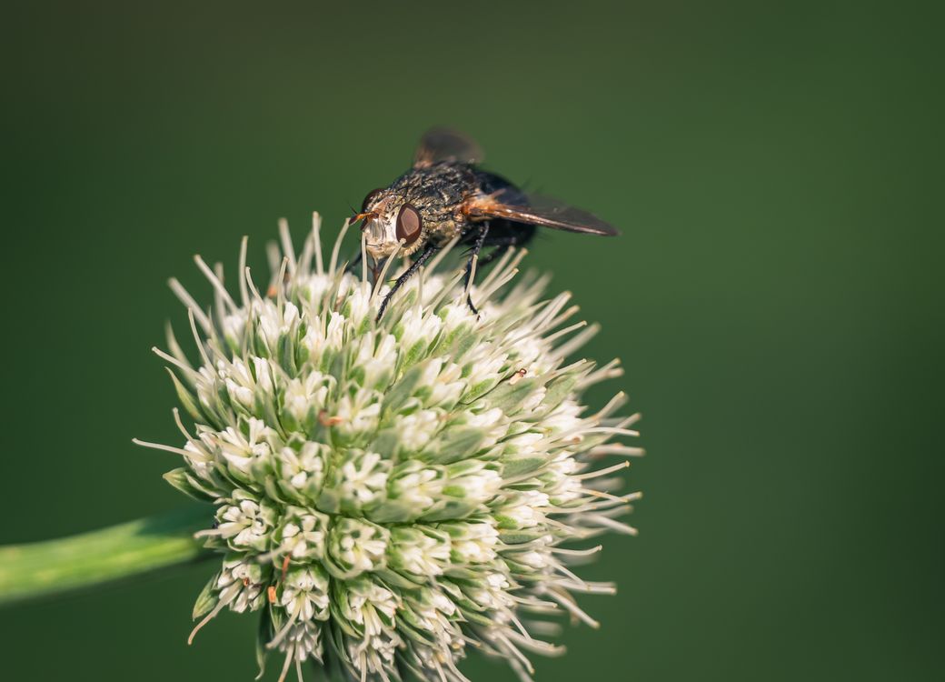 Nectar Fly Fly Drinking Nectar from a Flower · Free Stock Photo