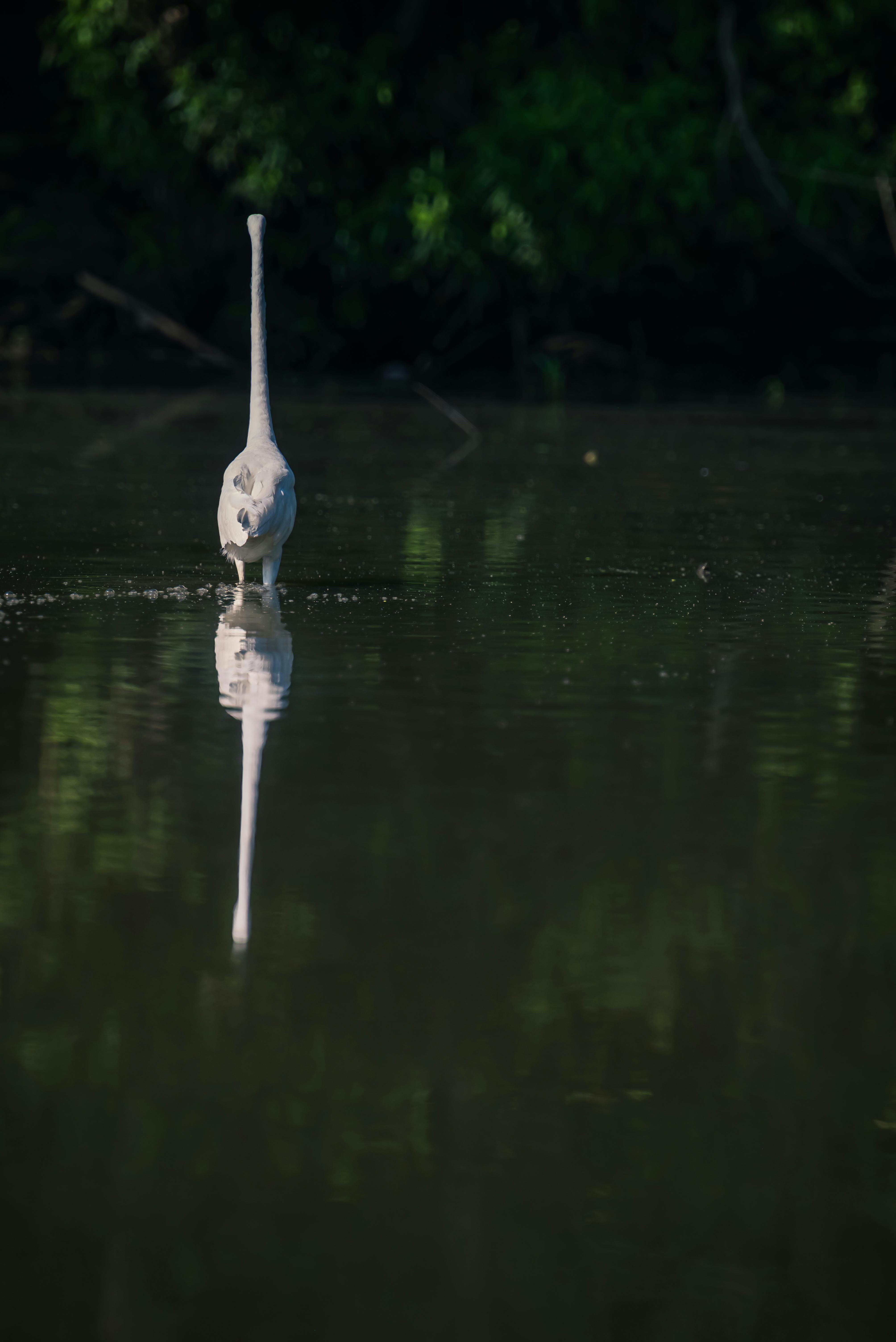 White Bird Reflecting in a Lake · Free Stock Photo