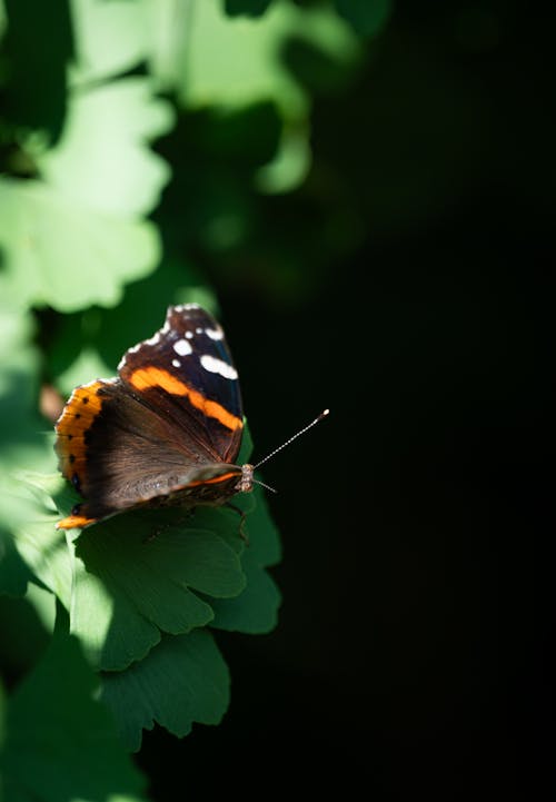 Red Admiral Perching on a Leaf