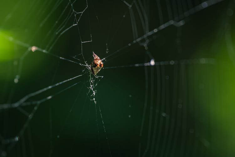 Insect Trapped In A Spider Web