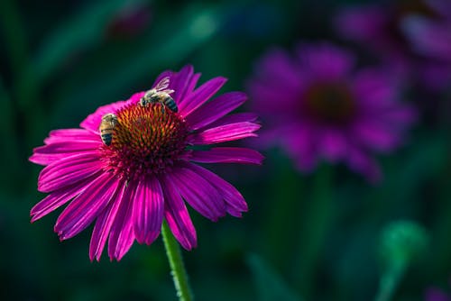 Bees on Purple Aster Flower