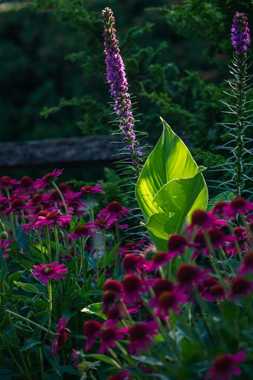 Kostnadsfri bild av anläggning, blomma, frodig