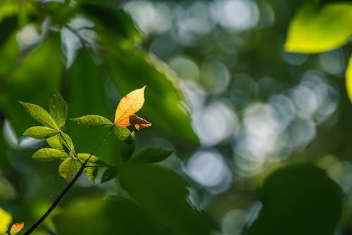 Twig of a Tree with a Dried Leaf at the End