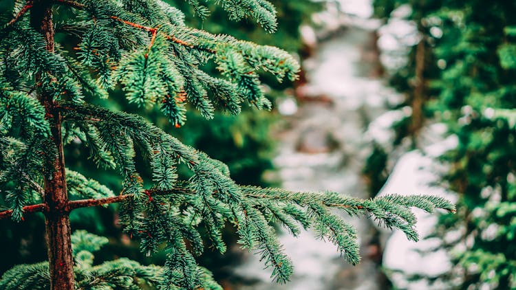 Close-Up Photo Of Fir Tree