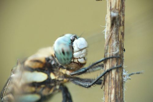 Free stock photo of dragonfly, macrophotography Stock Photo