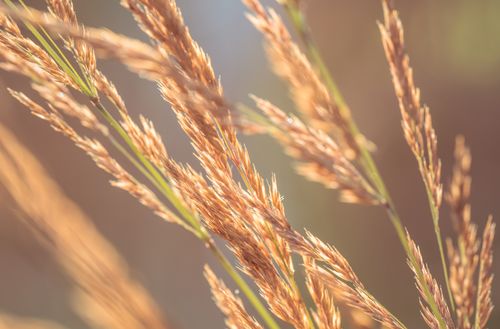 Free A beautiful close-up of sunlit wheat stalks in summer, featuring a bokeh effect. Stock Photo