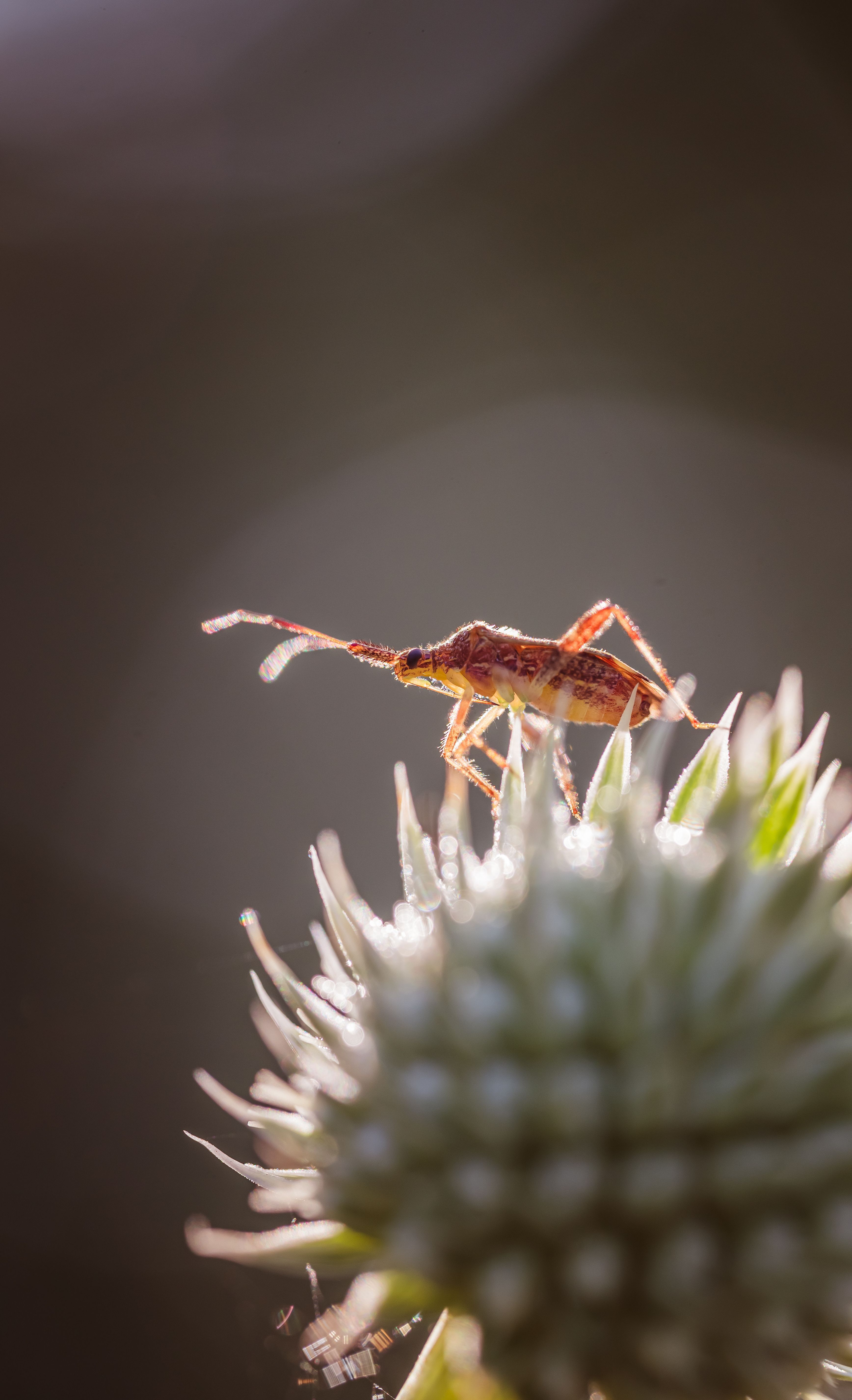 Macro shot of an insect on a spiky plant, showcasing details of nature and wildlife.