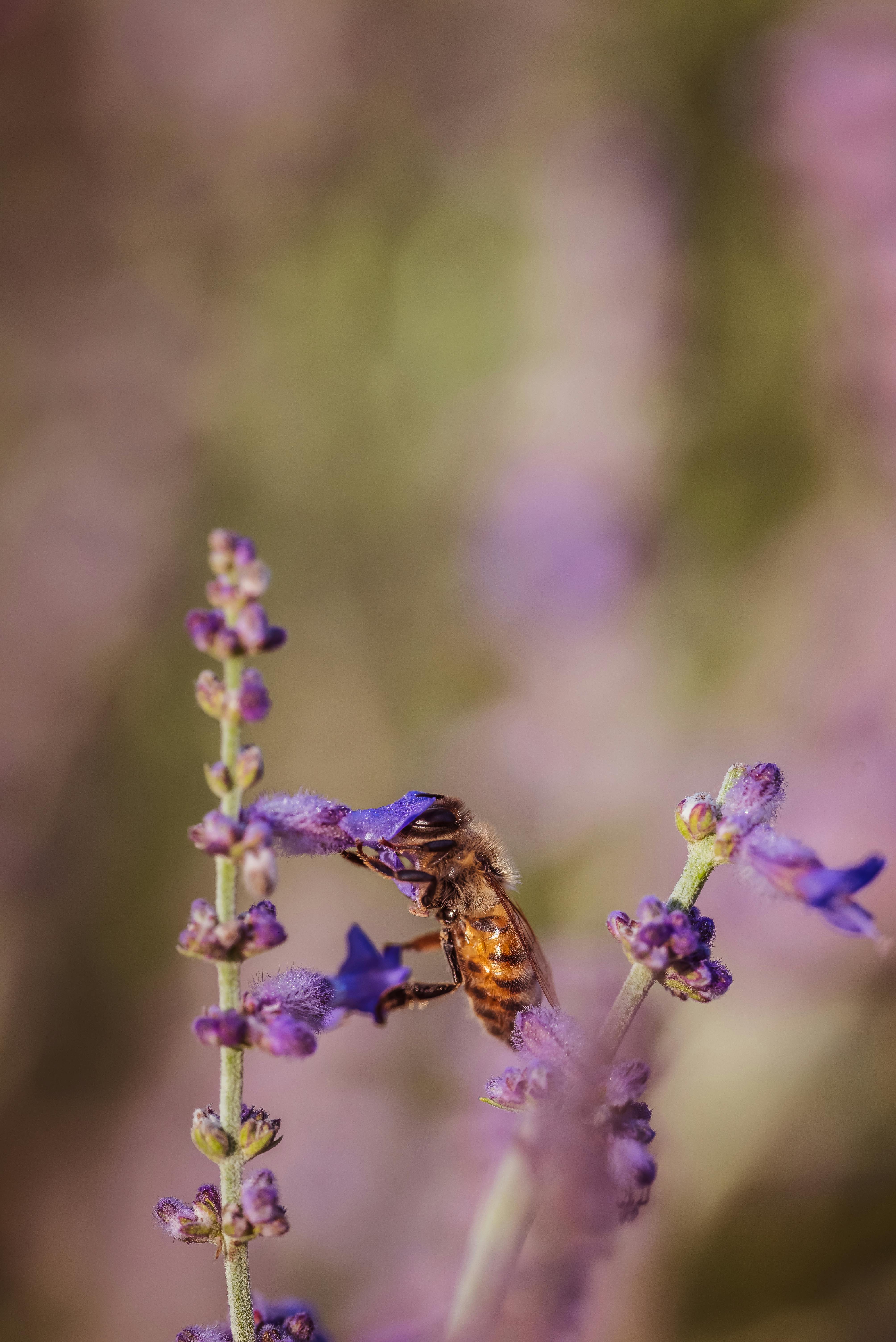 A close-up of a bee sipping nectar from lavender in a spring meadow.
