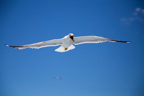 天空, 海鷗, 白色 的 免費圖庫相片