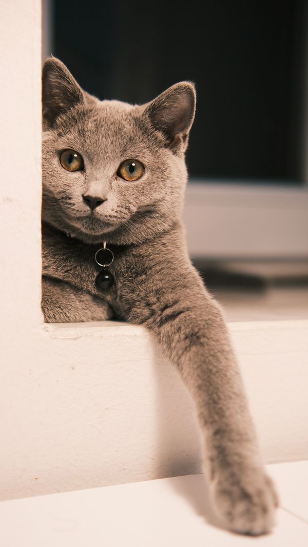 Independent and reserved Russian Blue cat