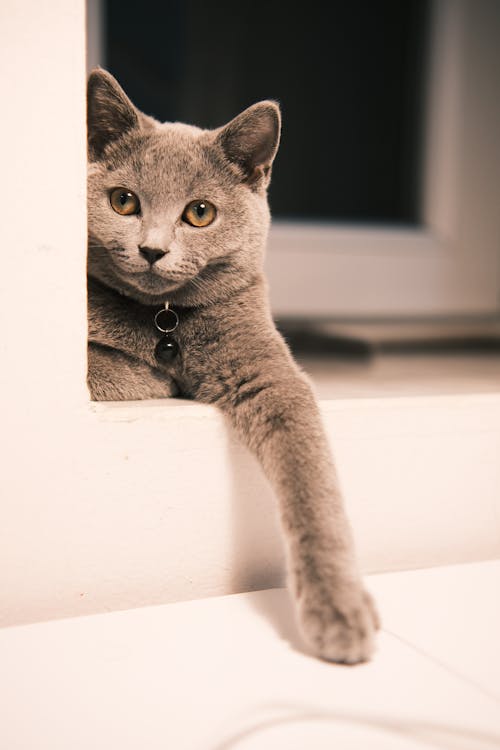 Portrait of a Gray Purebred Cat