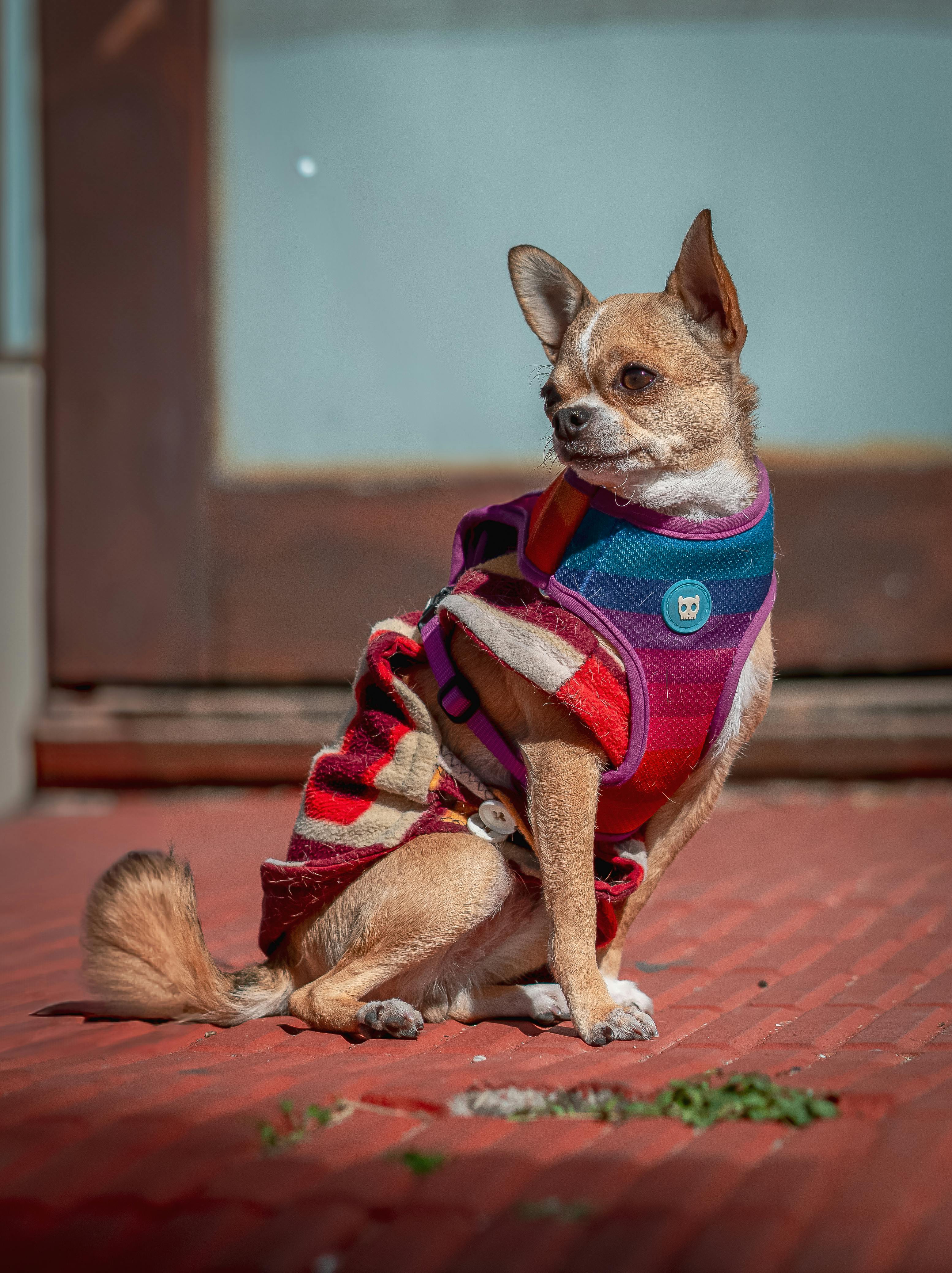 A cute Chihuahua wearing a colorful outfit poses sitting outdoors on a sunny day.