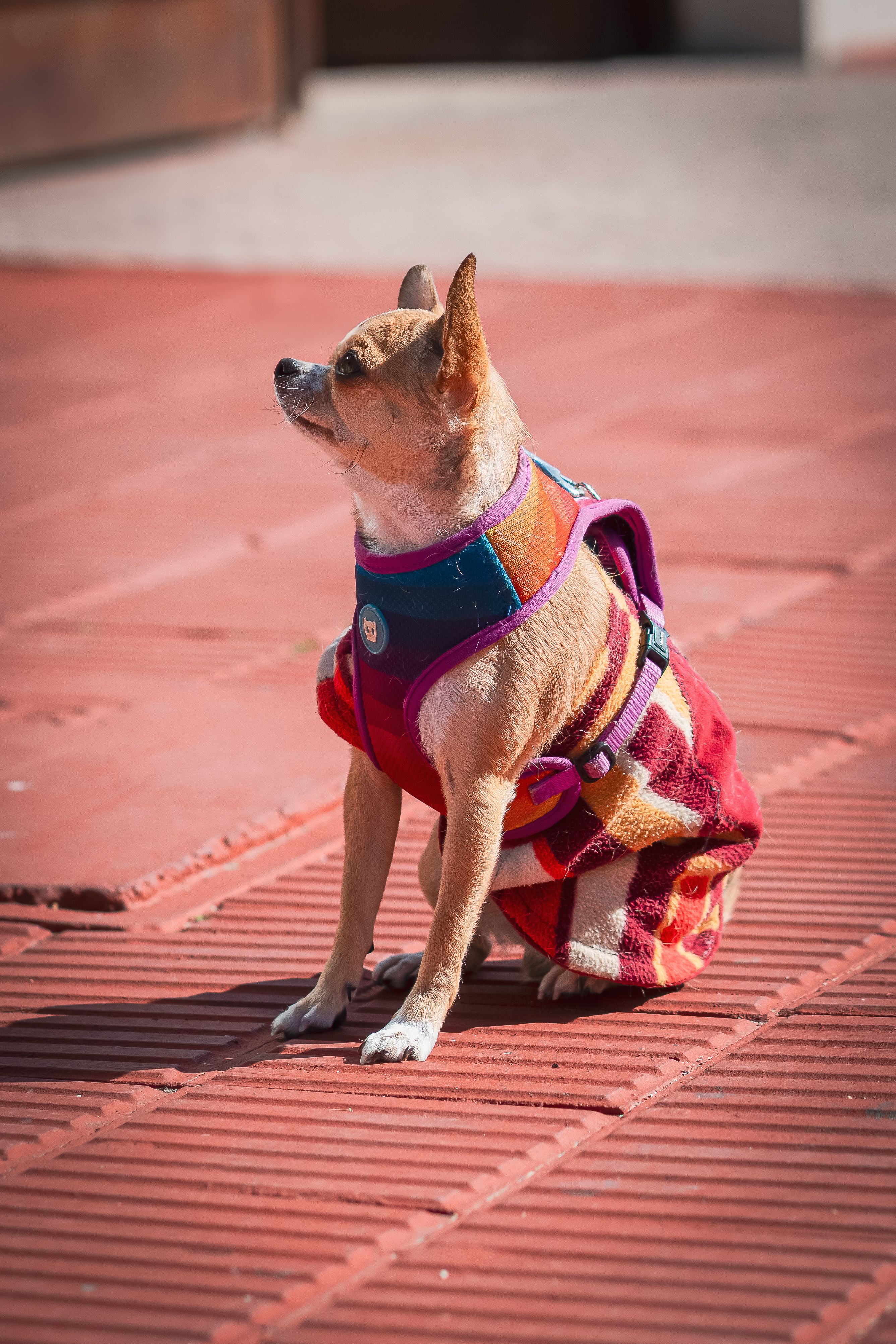 Adorable Chihuahua dog wearing a vibrant vest sitting on a sunny pavement.