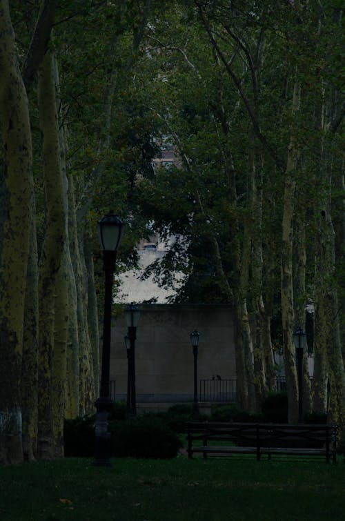 Gratis stockfoto met bomen, duisternis, groen