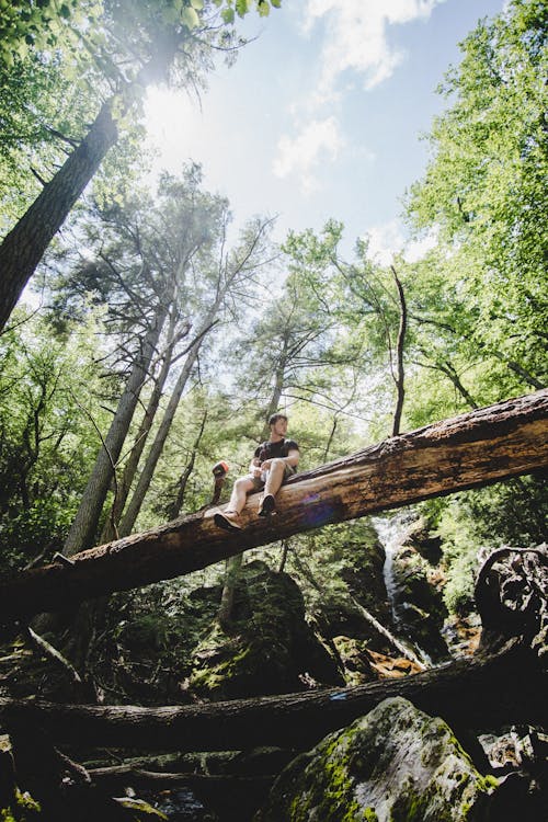 Immagine gratuita di albero, caduto, estate