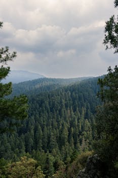 Lush forest landscape in Ciudad de México with dense pine trees under a cloudy sky.