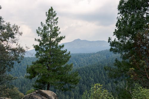 Coniferous Trees in a Valley 