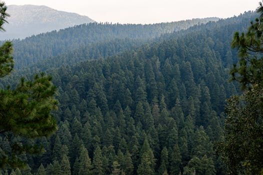 A serene view of dense evergreen forests in Ciudad de México, perfect for nature enthusiasts.