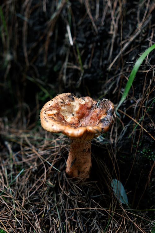Close-up of an Edible Mushroom Growing between Grass