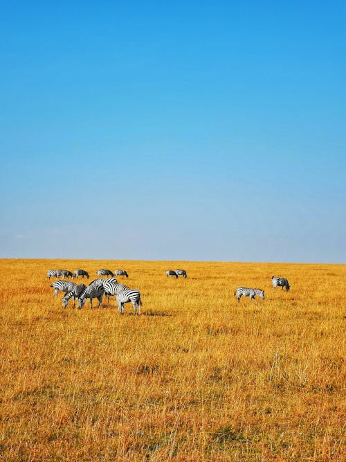 Free stock photo of animals, grazing, kenya