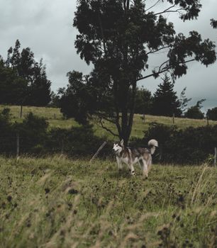A playful husky dog exploring a lush meadow surrounded by trees and grass.