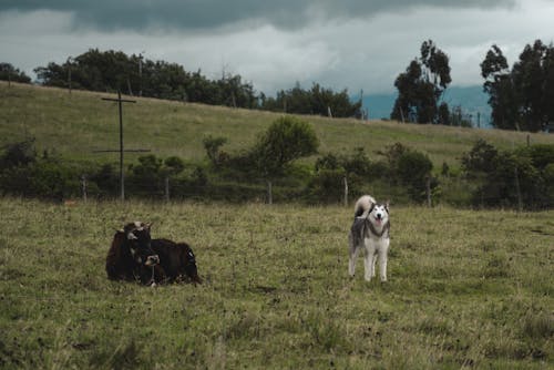 Gratis stockfoto met dierenfotografie, hond, koe