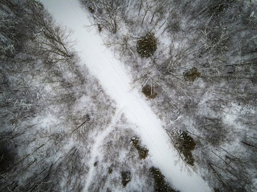 Snowy Trail in Forest in Winter