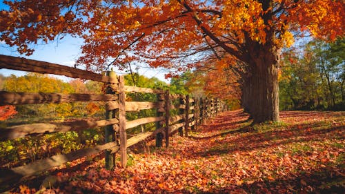 Photos gratuites de arbres, automne, barrière
