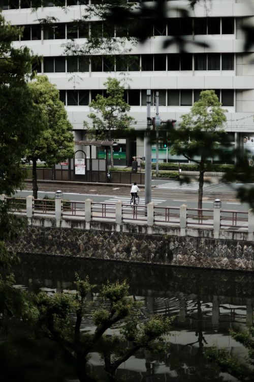 Free A cyclist rides along an urban city street next to a canal, surrounded by green trees and modern architecture. Stock Photo