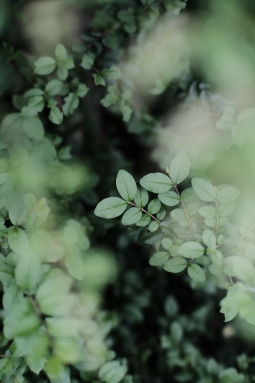 Free Serene close-up of green leaves showcasing natural beauty in a lush garden setting. Stock Photo