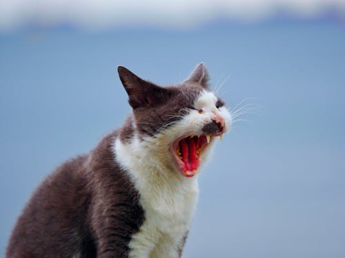 Cat while Yawning 