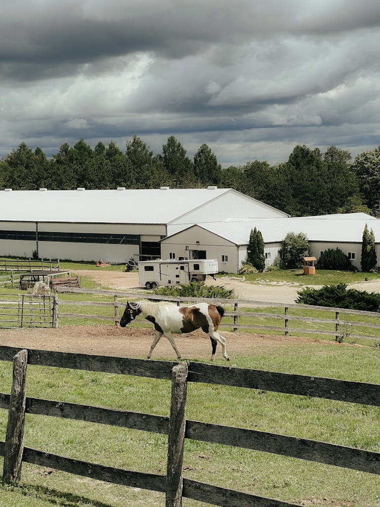 Horse In Ranch