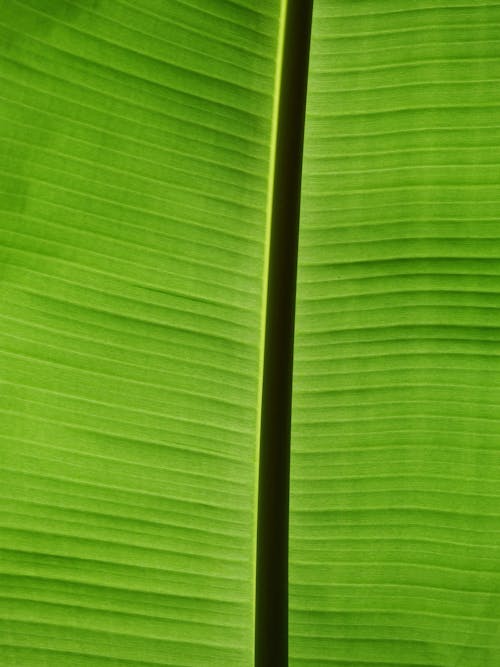 Closeup of a Leaf
