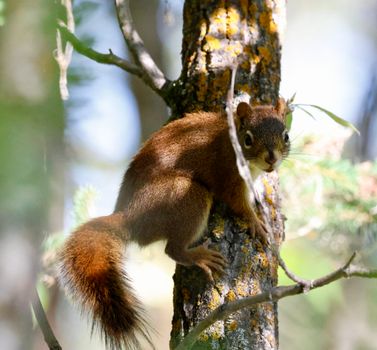 Close-up of a red squirrel on a tree in Calgary, showcasing nature's beauty and wildlife.