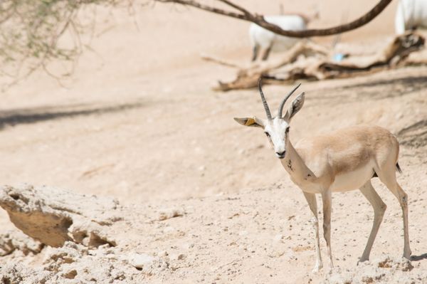 Tyler Blackmore — Antelope