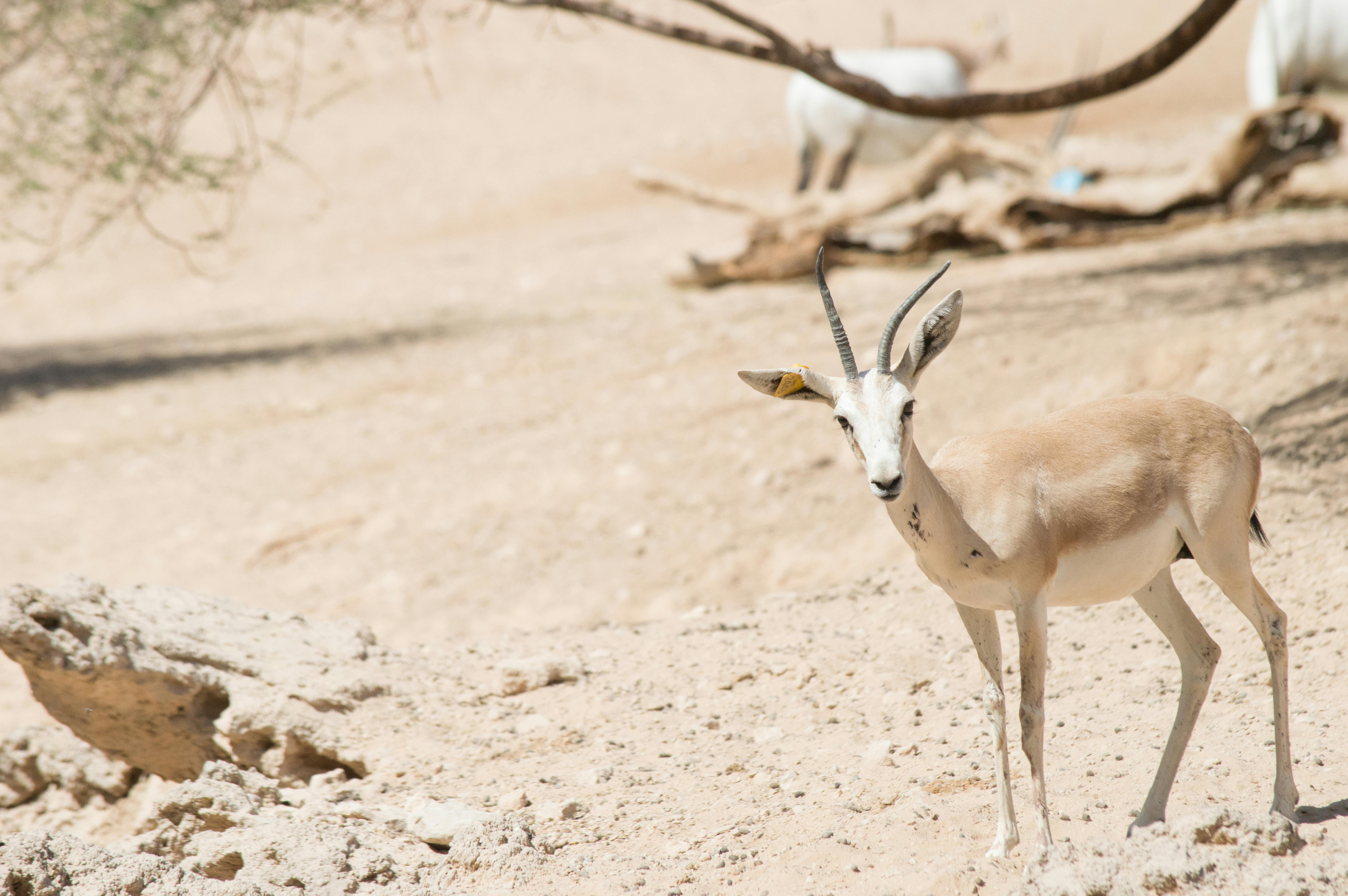 Gratuit Photos gratuites de abu dhabi, al ain, animal Photos