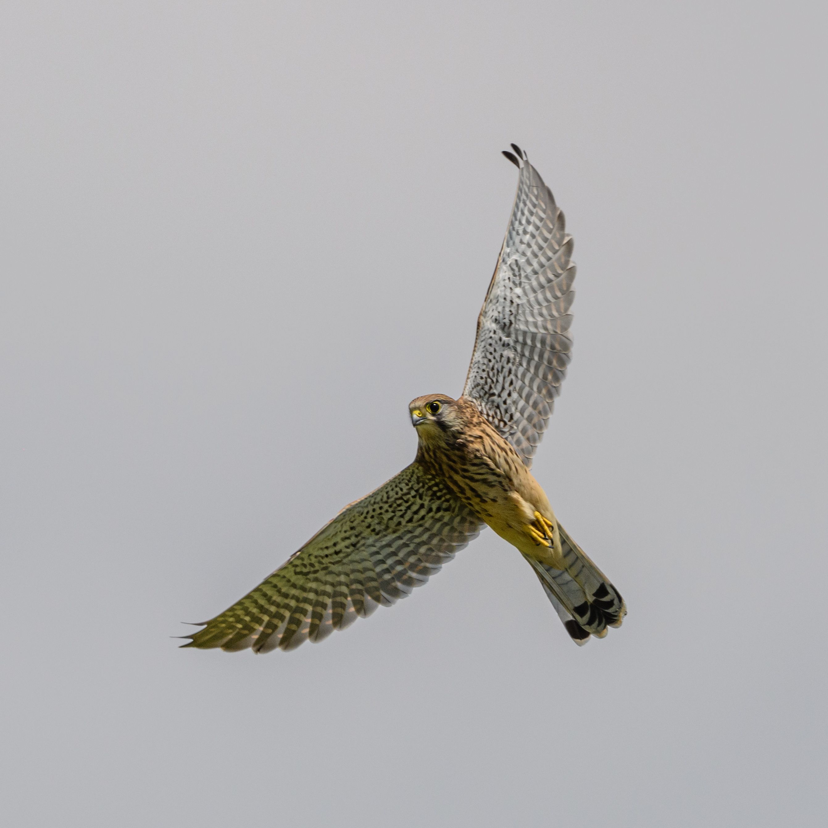 Falcon in Flight · Free Stock Photo