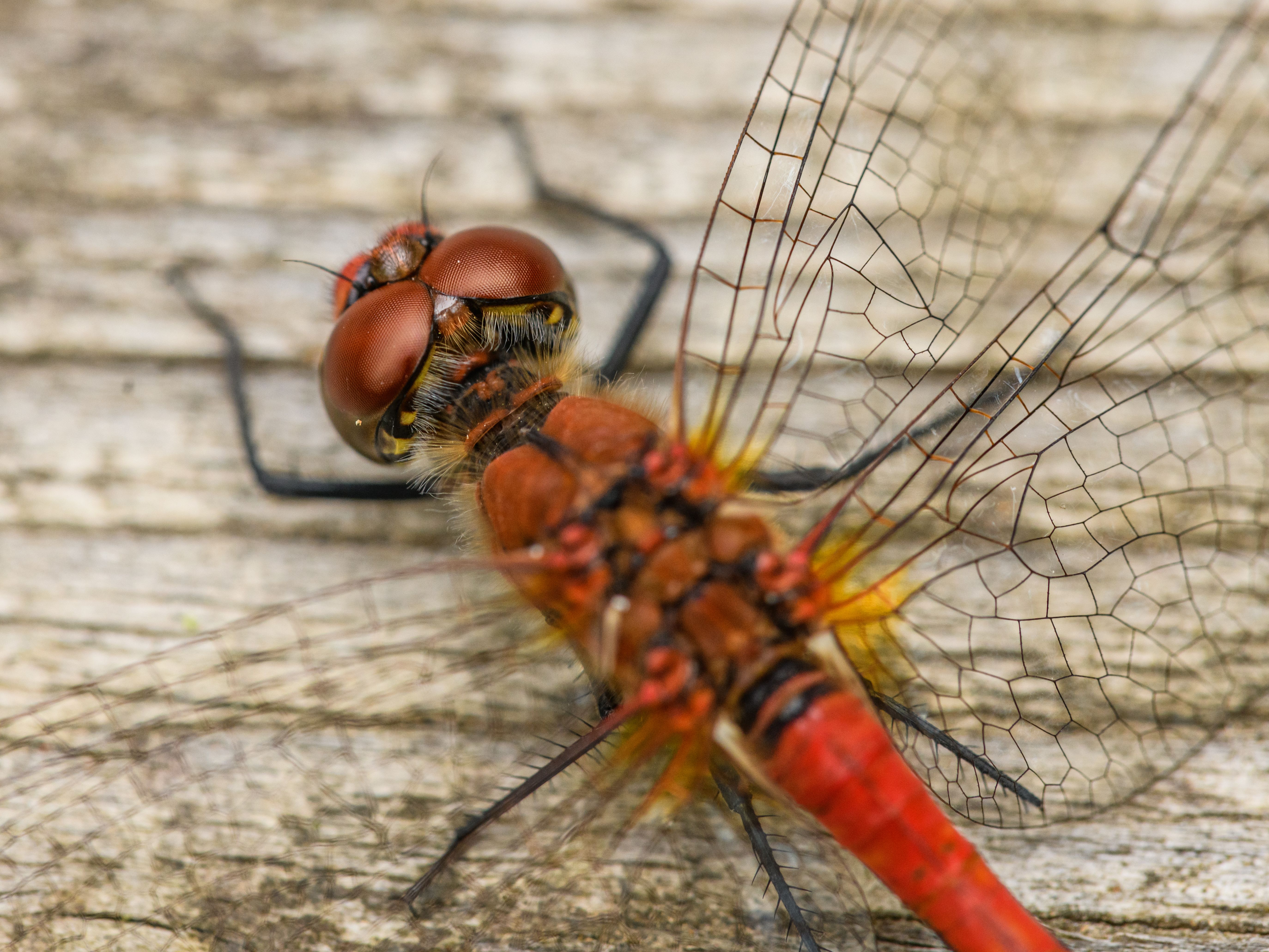 Close up of Dragonfly · Free Stock Photo