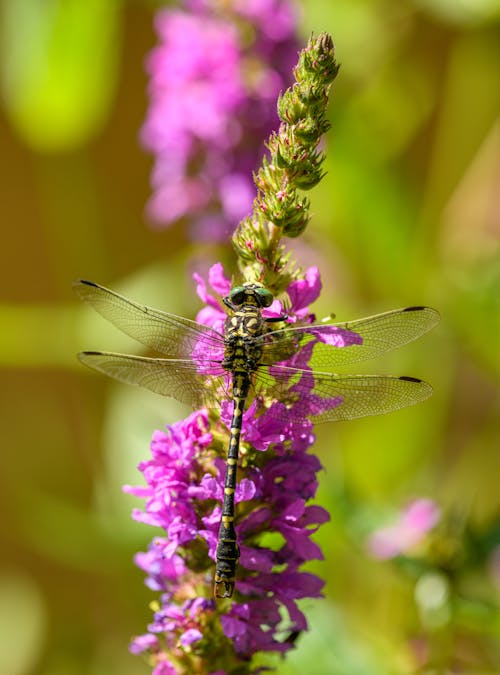 Dragonfly on Lupine