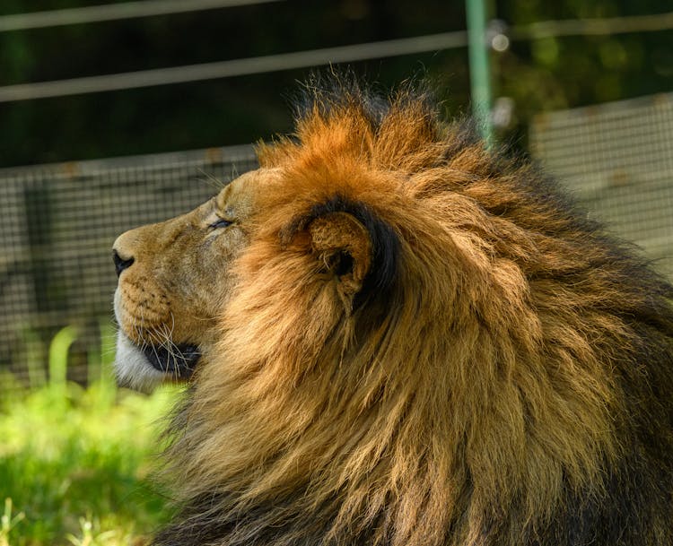 Cute Lion In The Zoo