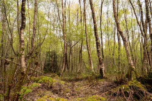 Young Deciduous Trees