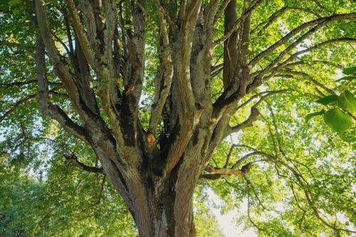 Fotos de stock gratuitas de árbol, caduco, crecimiento